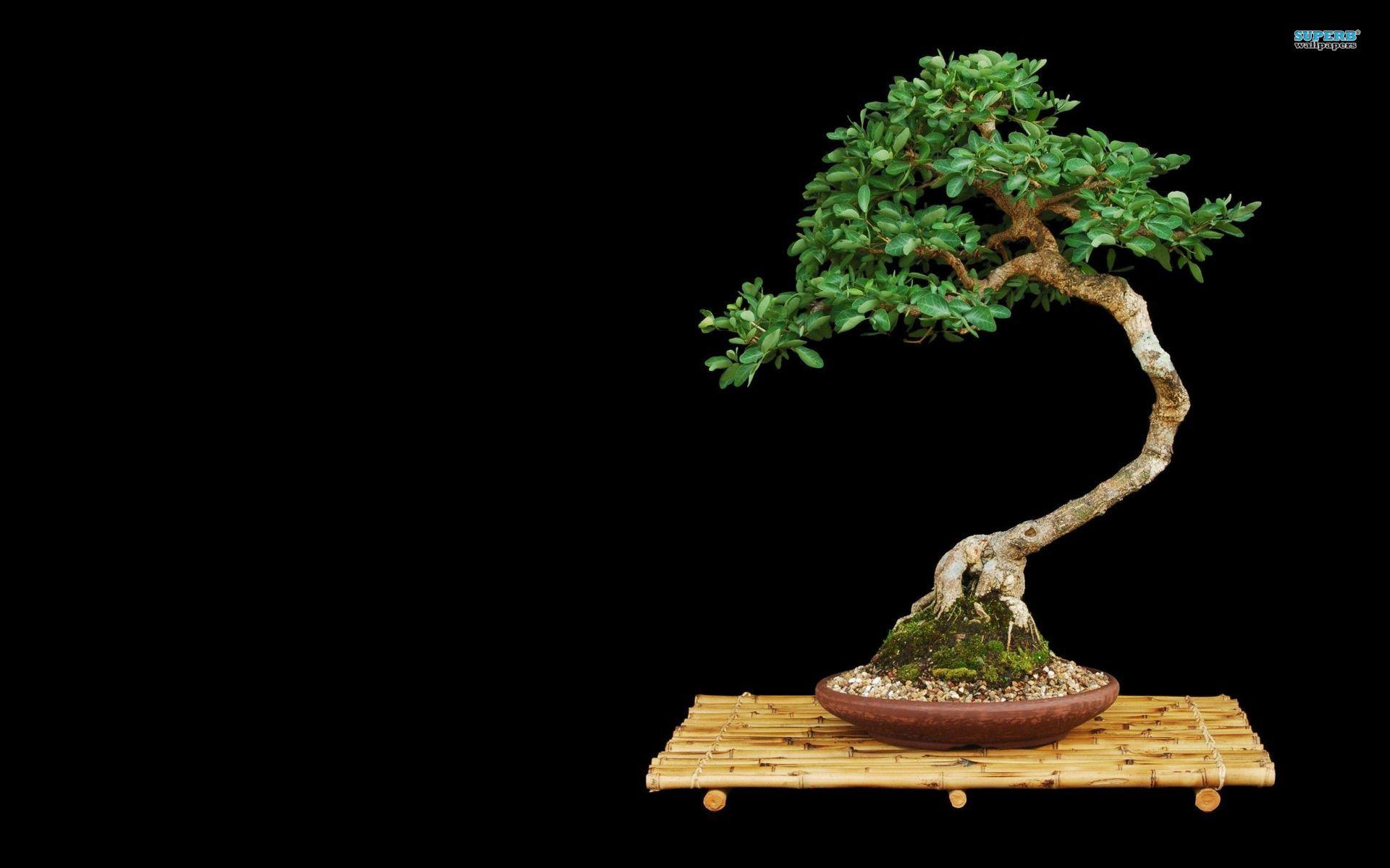 1920x1200 Bonsai Wallpaper
