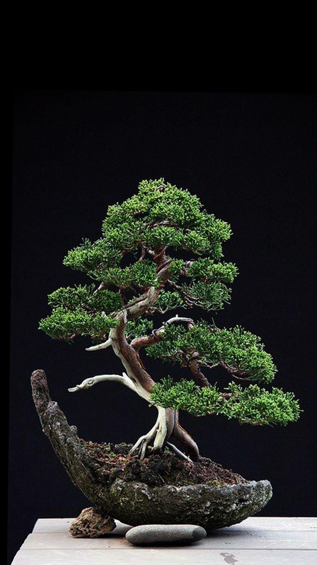 1080x1920 Bonsai Wallpaper
