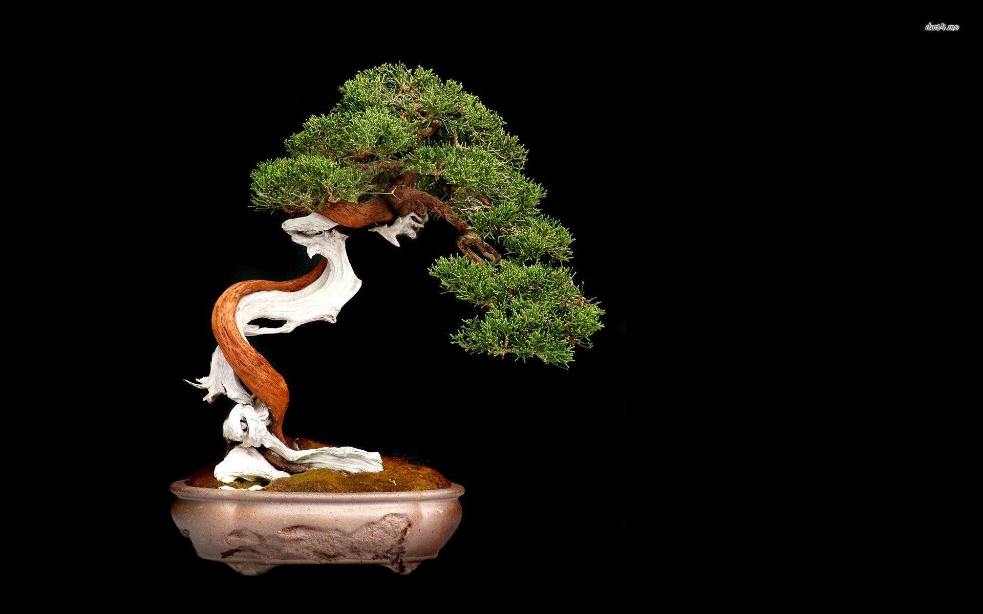 1920x1200 Bonsai Wallpaper for Android