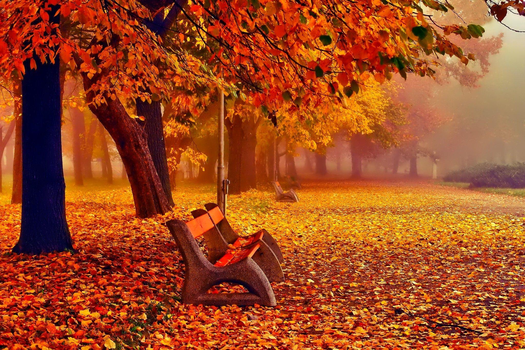 2048x1365 Khác: Tháng 11 Màu sắc mùa thu đầy màu sắc Cây cối Tự nhiên phản chiếu mùa thu