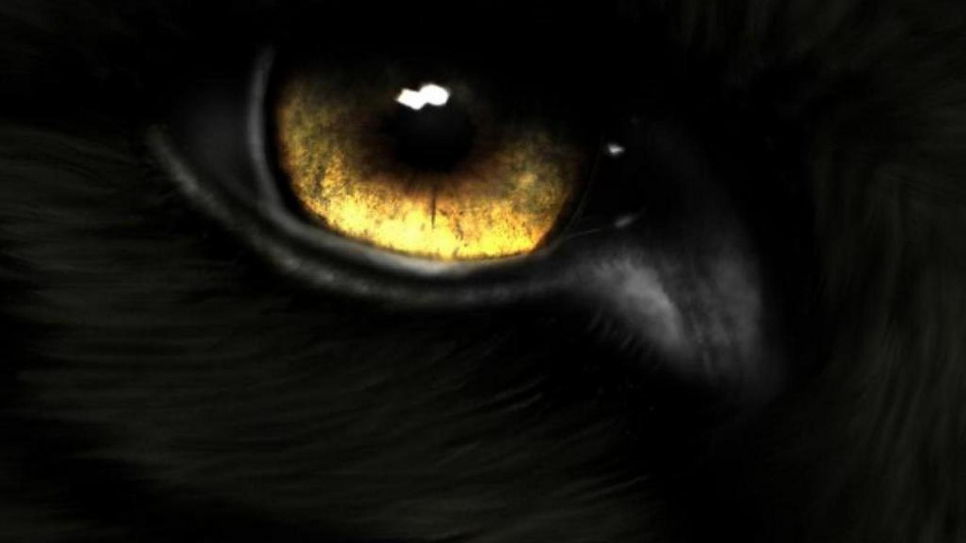 1920x1080 Black wolf eye fire and ice the pack wallpaper