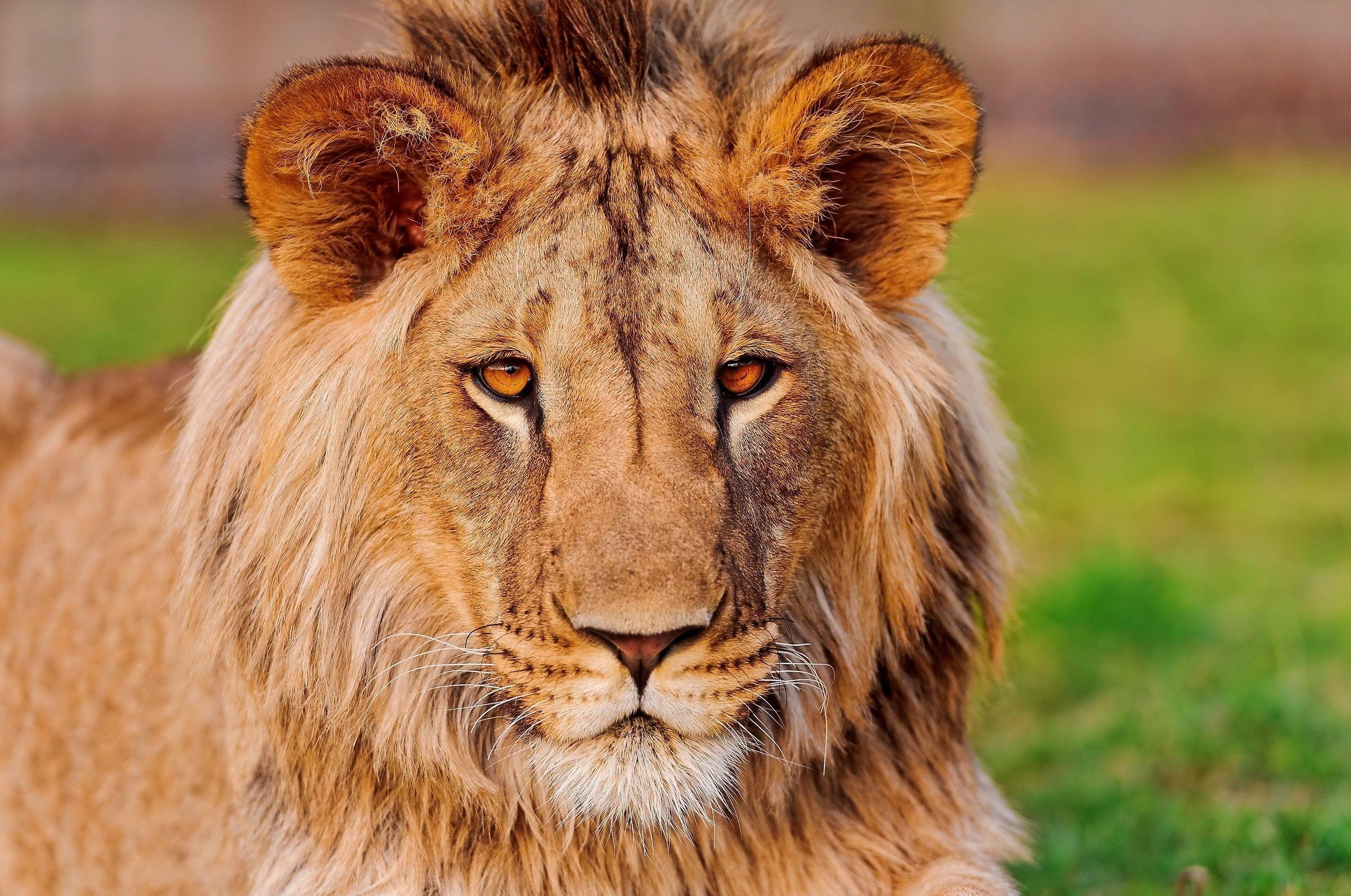 2560x1699 Lion Face Desktop Wallpaper 19408