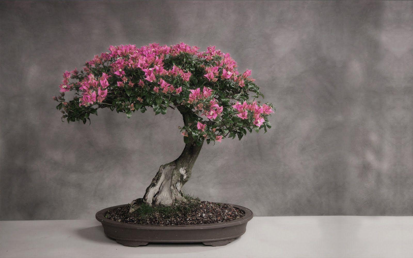 1600x1000 Bonsai Japonya Tree Sanatsal HD Wallpaper Stok Fotoğraflar