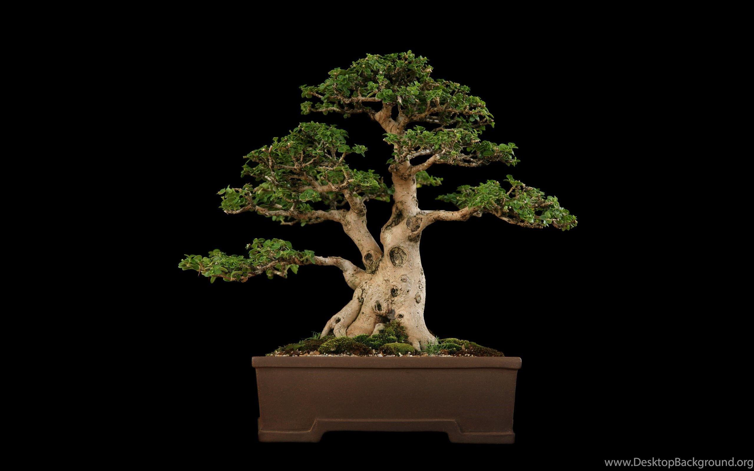 Bonsai Wallpapers Top Free Bonsai Backgrounds Wallpaperaccess