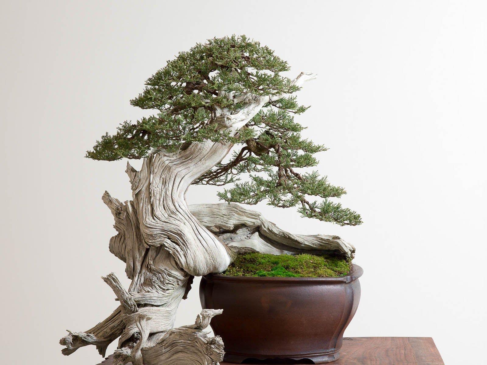 1600x1200 Bonsai wallpaper, Earth, HQ Bonsai pictureK Wallpaper 2019