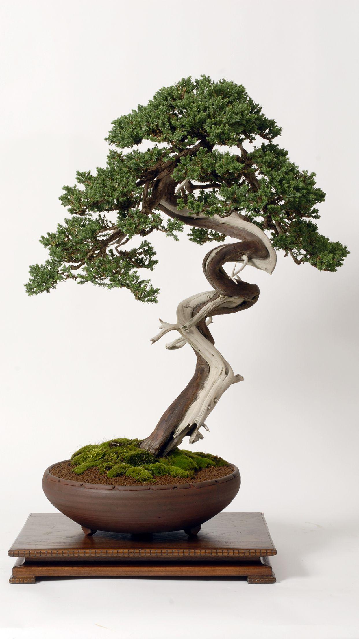 1242x2208 Bonsai Tree Wallpaper for iPhone Pro Max, X, 6