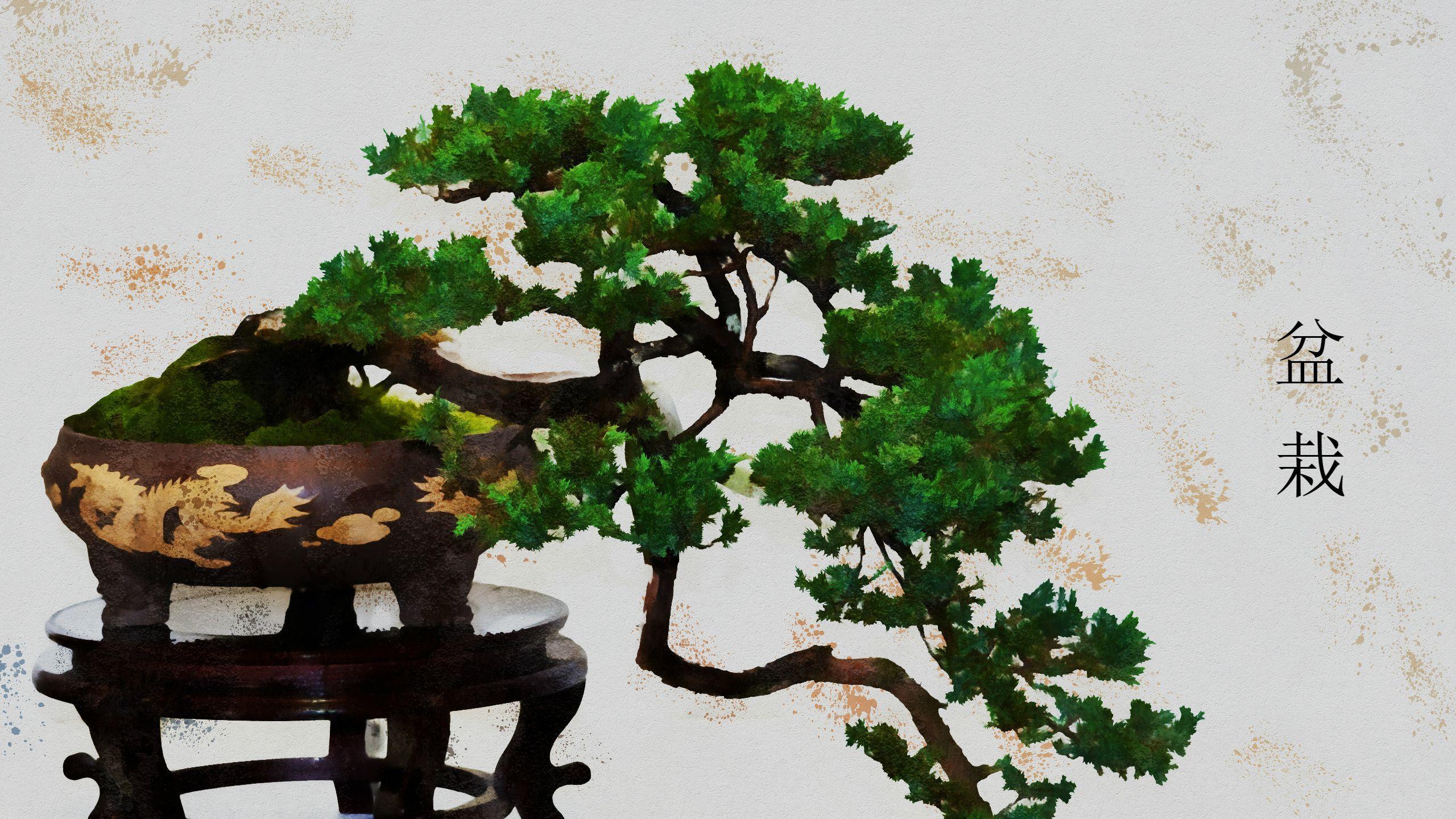 2560x1440 Bonsai Tree Wallpaper HD