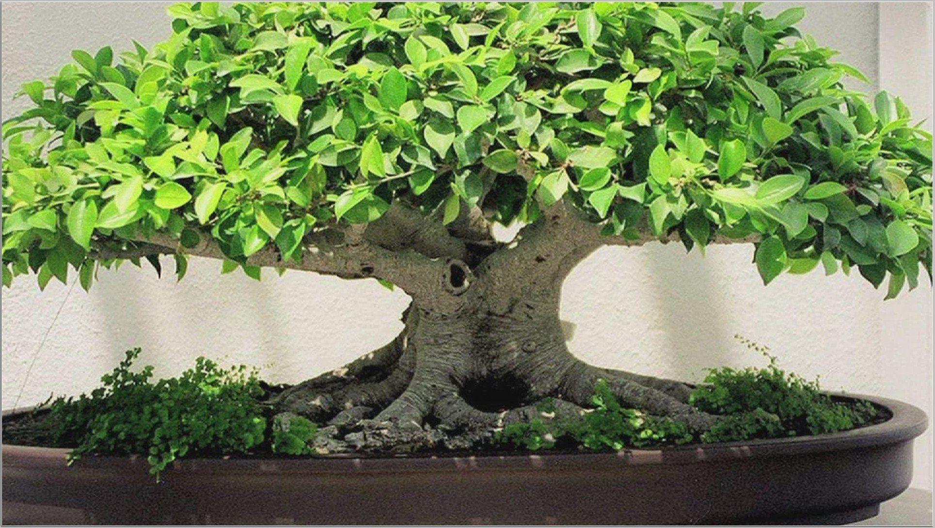 1929x1089 Bonsai Tree Wallpaper 1920x1080