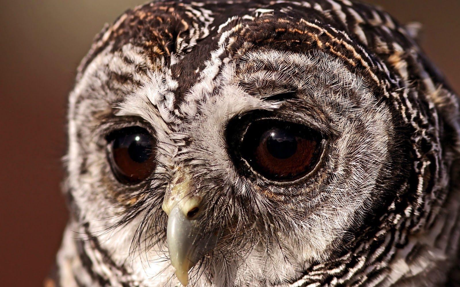 1600x1000 HD 4K Owl Wallpaper 1080p For Desktop (2020)