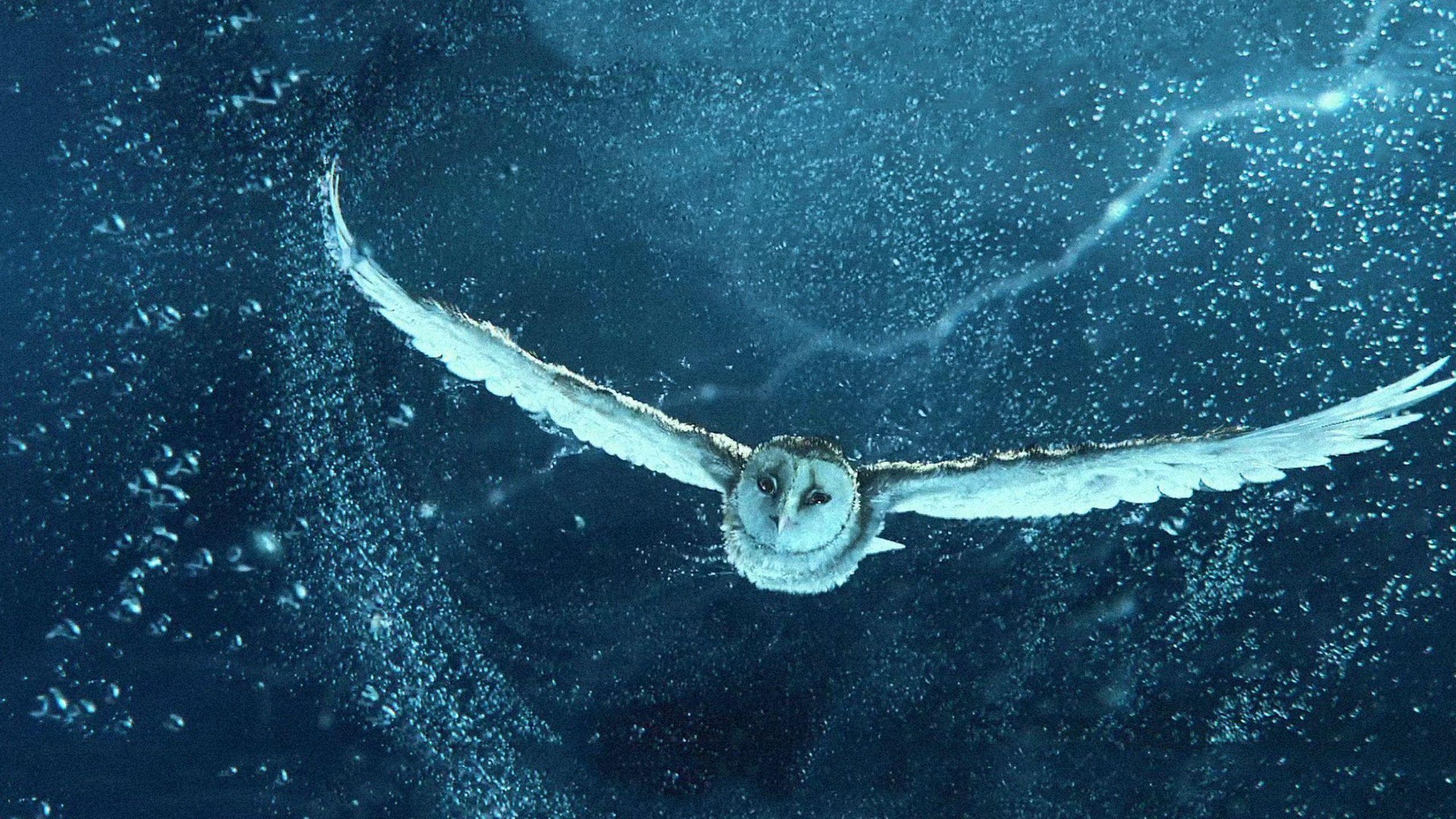 2560x1440 flying cat. Legend of the guardians, Owl wallpaper, Guardians