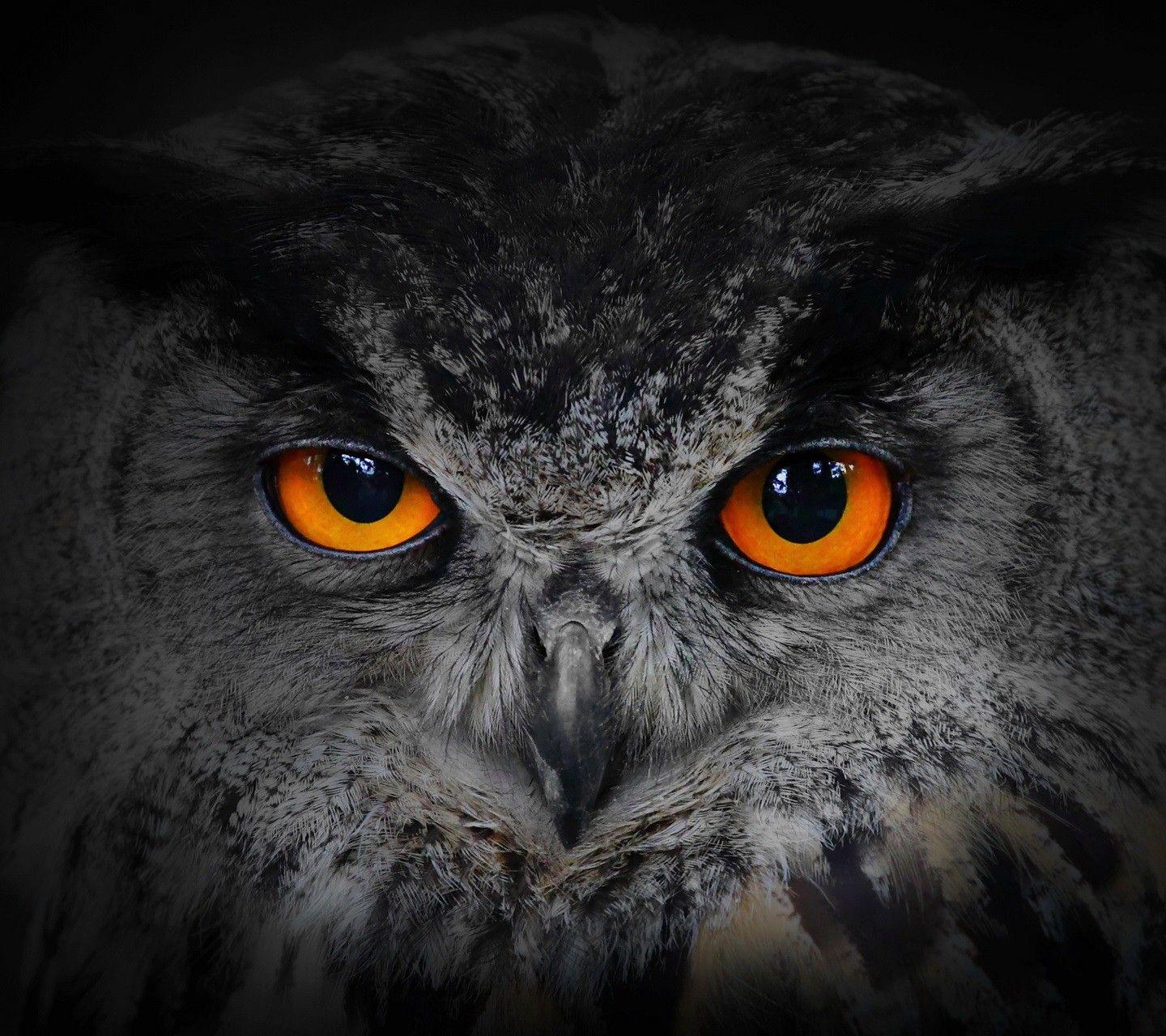 1440x1280 Owls image by Brenda S. Owl eyes, Owl, Halloween wall decor