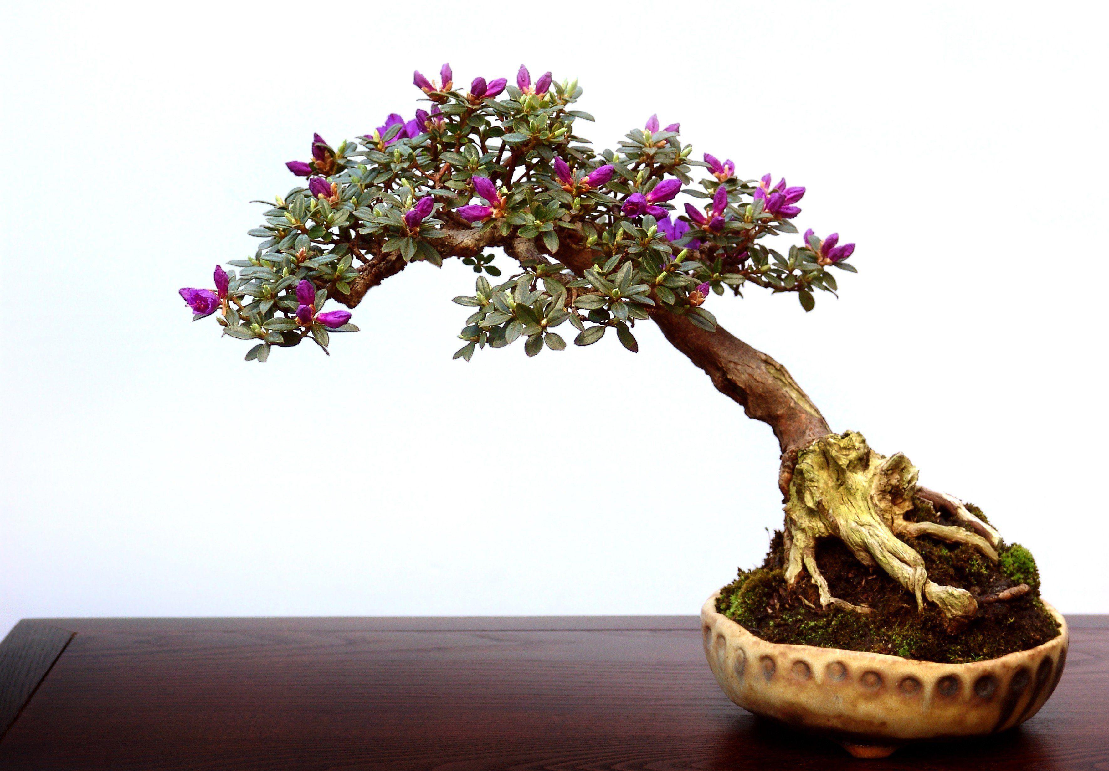 3543x2463 Most viewed Bonsai wallpaperK Wallpaper