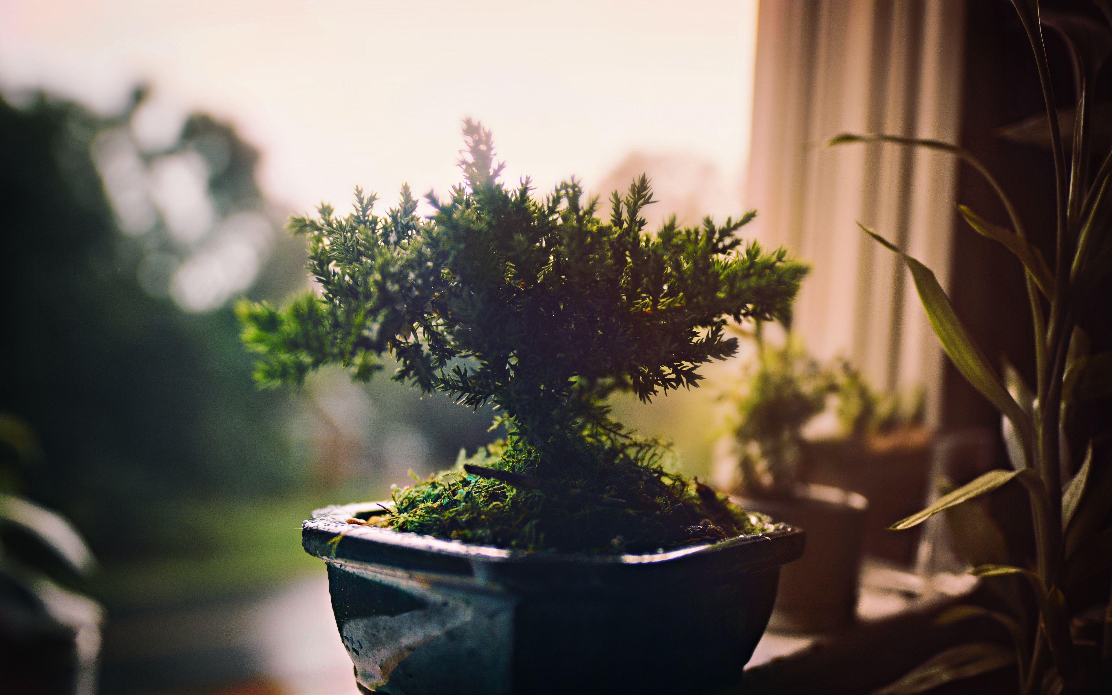 3840x2400 Bonsai 4k Ultra HD Wallpaper