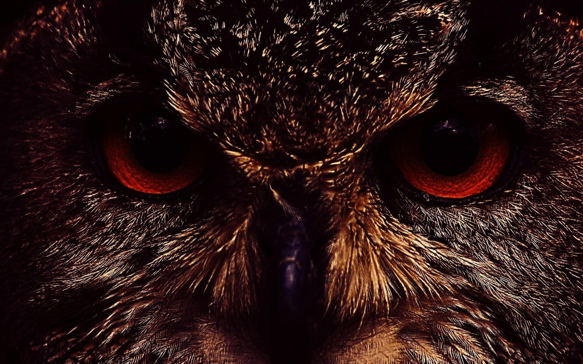 1920x1200 Dark Night Owl Wallpaper