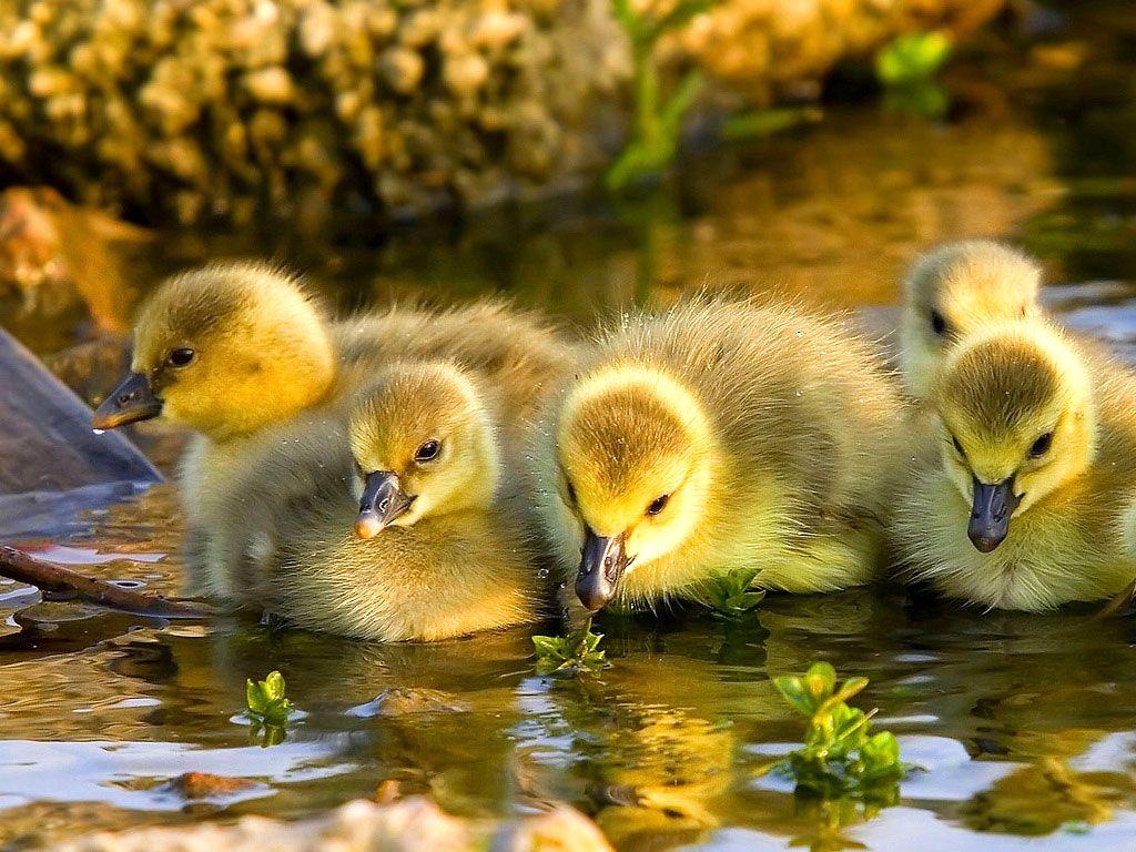 Funny Duck Wallpapers - Top Free Funny Duck Backgrounds - WallpaperAccess