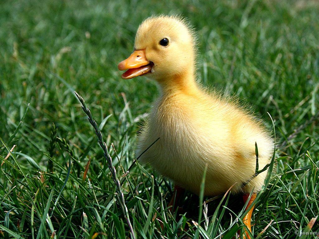 Baby Duck Wallpapers - Top Free Baby Duck Backgrounds - WallpaperAccess