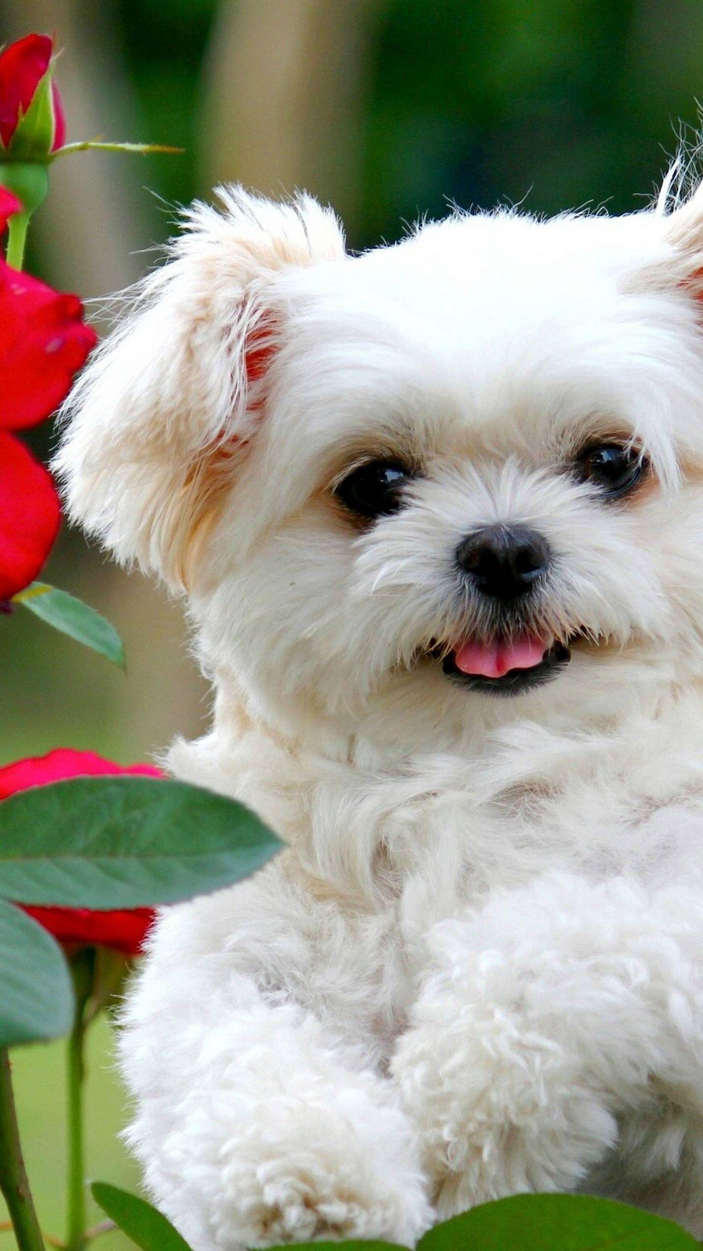 Cute White Puppies Wallpapers - Top Free Cute White Puppies Backgrounds -  WallpaperAccess