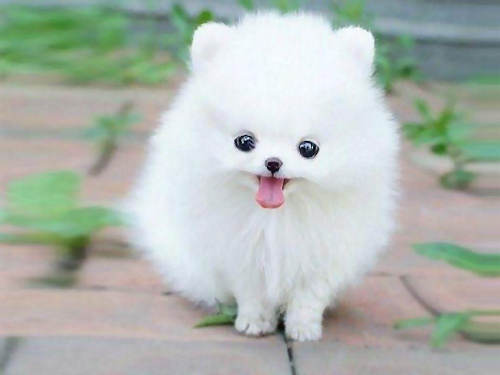 Cute White Puppies Wallpapers - Top Những Hình Ảnh Đẹp