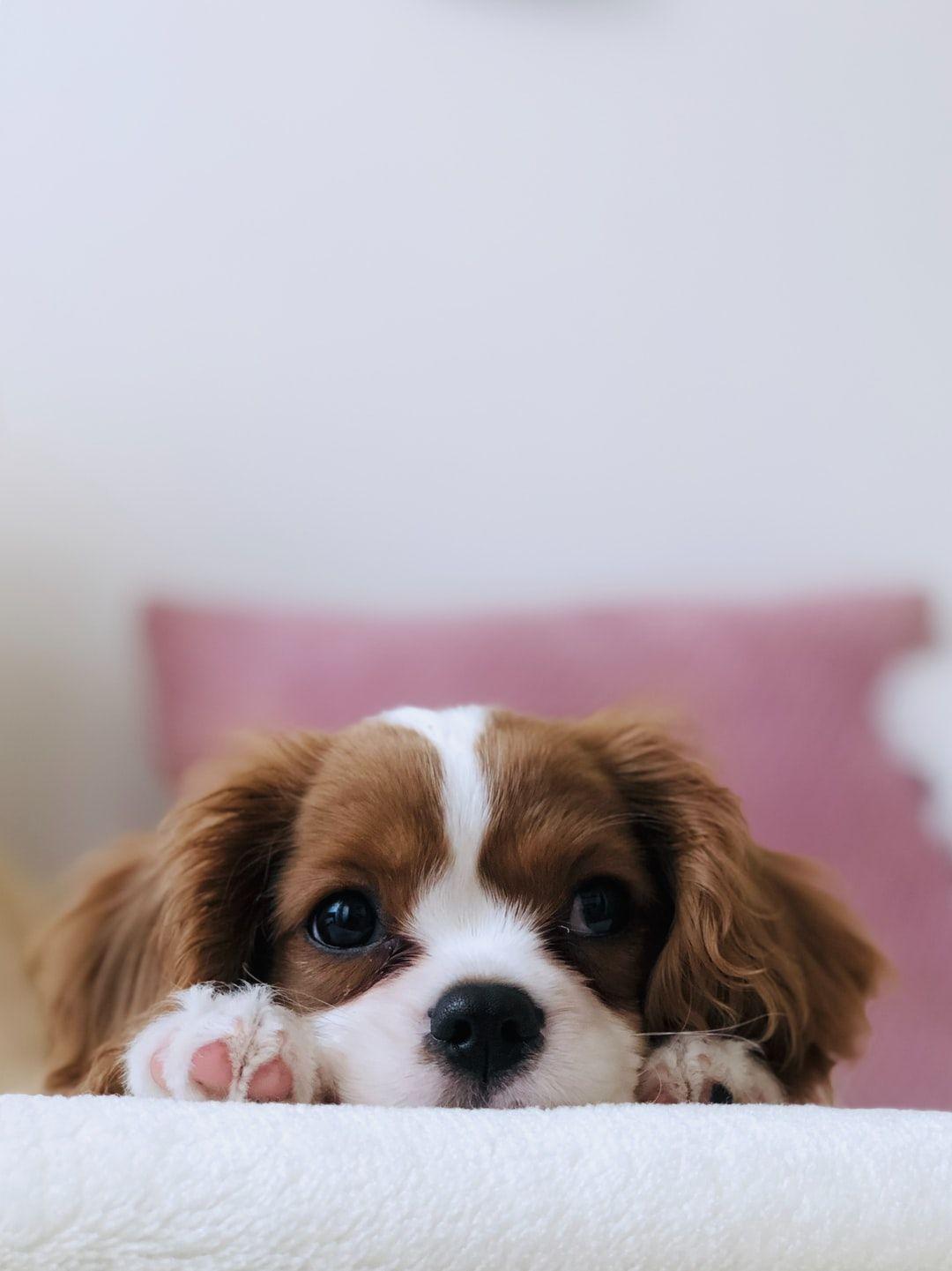 Cute Wallpaper Dog gambar ke 9