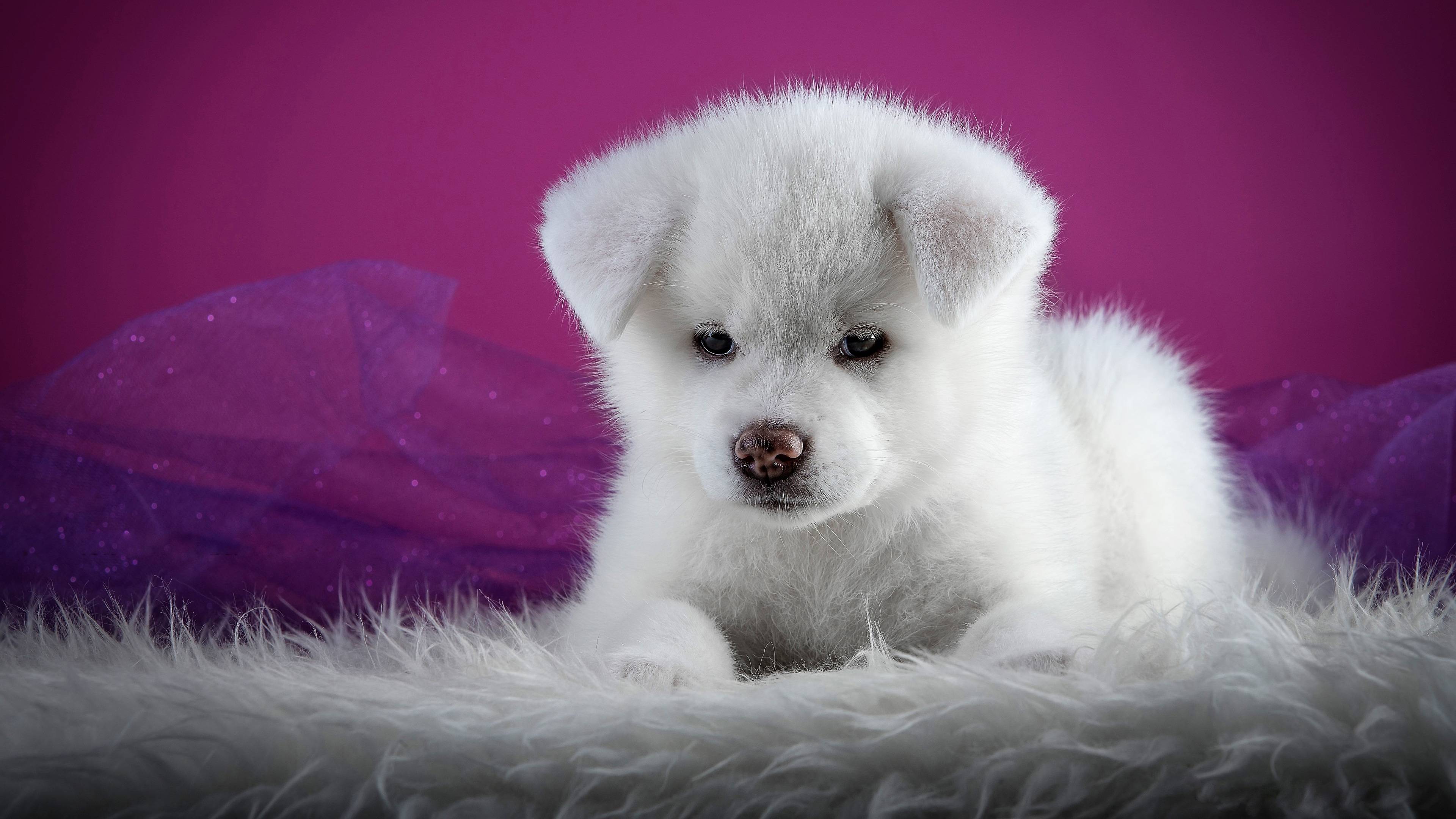 Cute White Puppies Wallpapers - Top Free Cute White Puppies Backgrounds