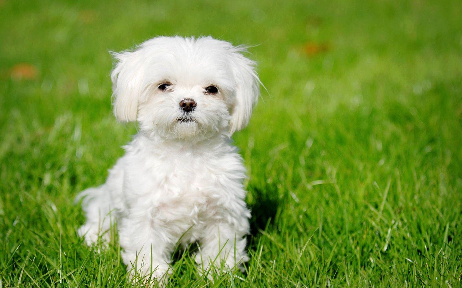 1600x1000 White Puppy Wallpaper