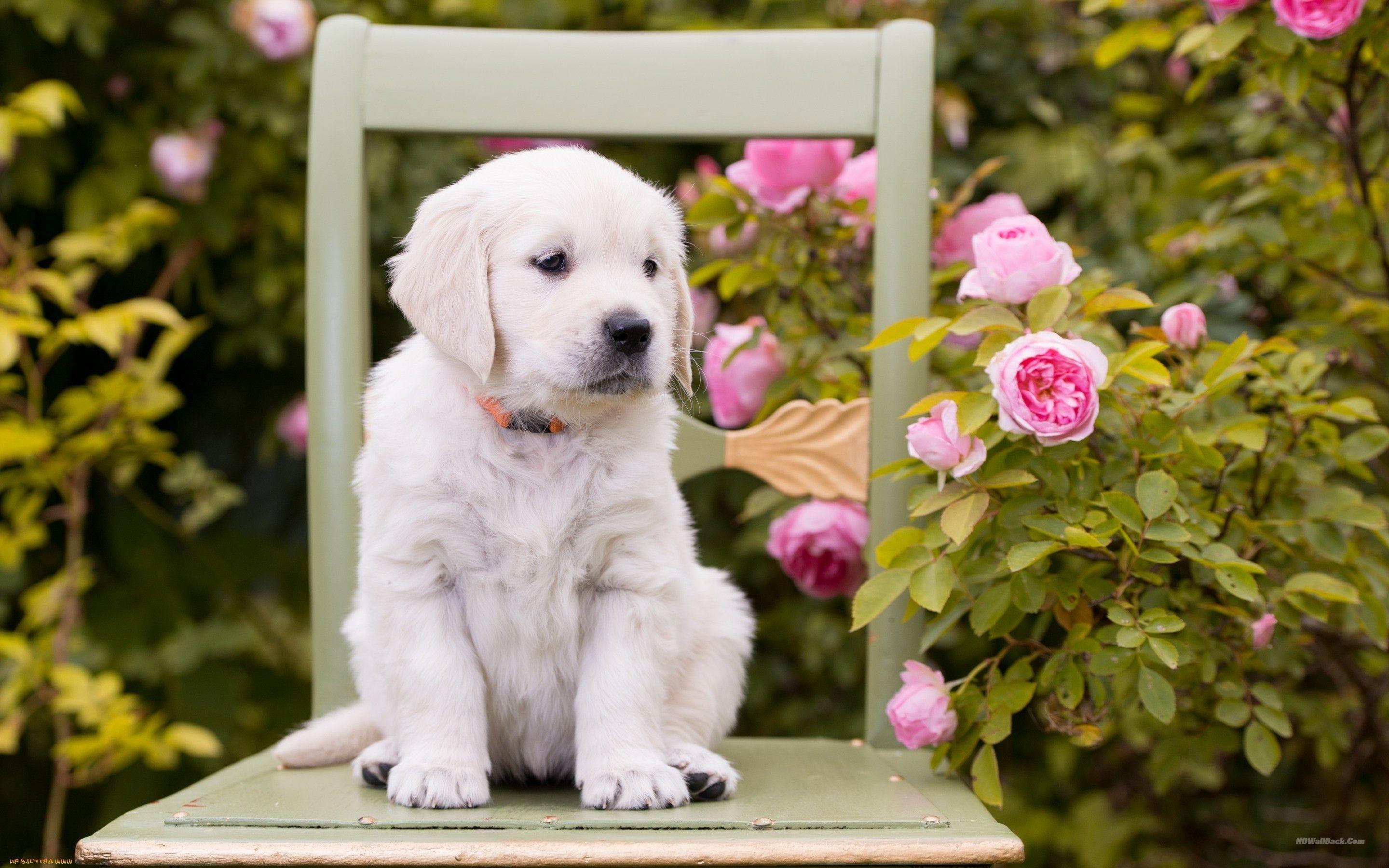 2880x1800 Cute White Puppy Wallpaper. HD Wallpaper, HD Background, Tumblr Background, Image, Picture