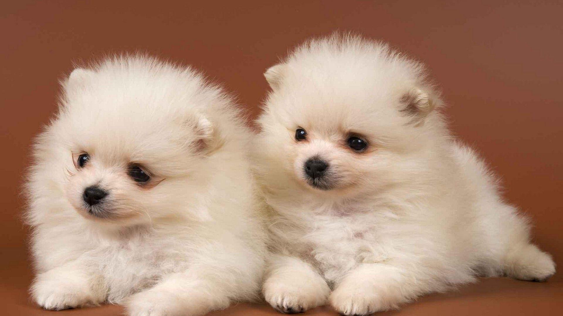 Cute White Puppies Wallpapers - Top Free Cute White Puppies Backgrounds ...