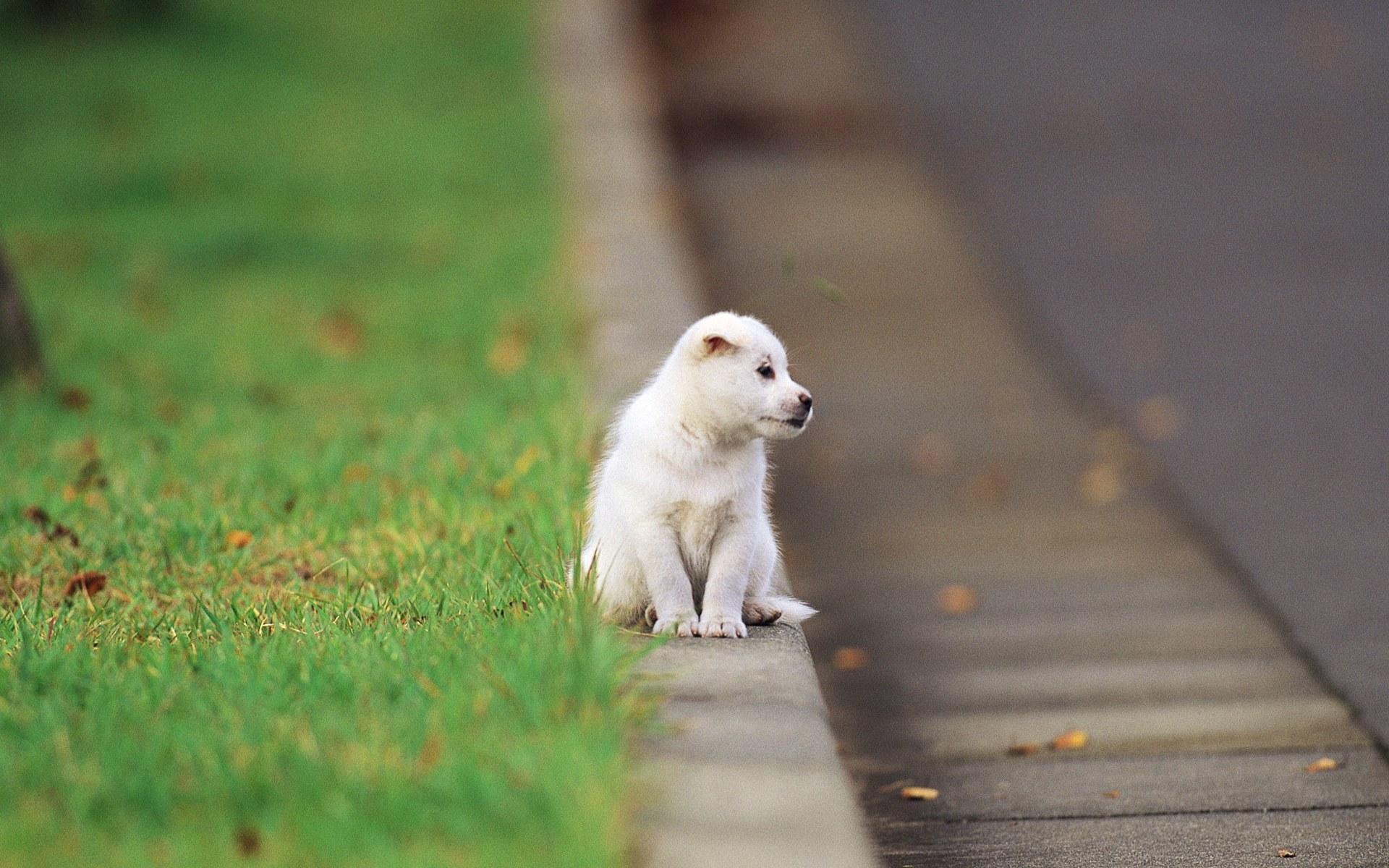 1920x1200 Puppy Wallpaper. Cute Puppy Wallpaper, Puppy Wallpaper and Puppy Valentine Wallpaper