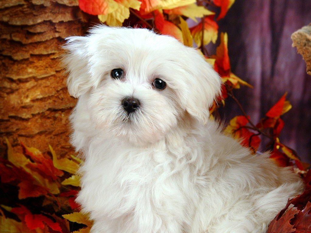 1024x768 maltese dog. Fluffy Maltese Puppy Dogs Maltese Puppies wallpaper 1024*768. Cute white dogs, Fluffy puppies, White fluffy puppies