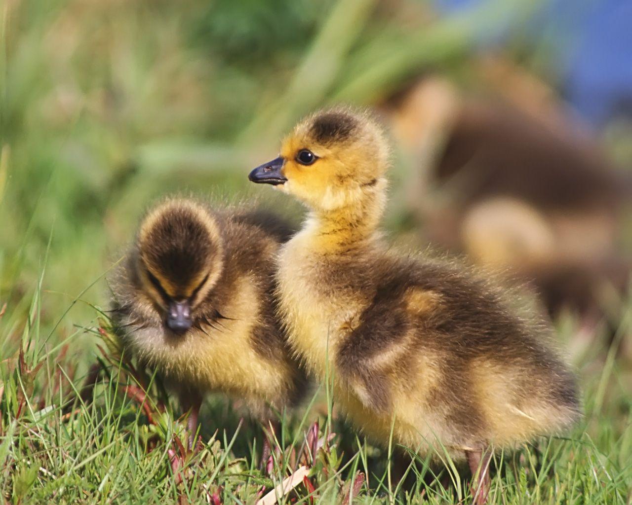 Baby Duck Wallpapers - Top Free Baby Duck Backgrounds - WallpaperAccess