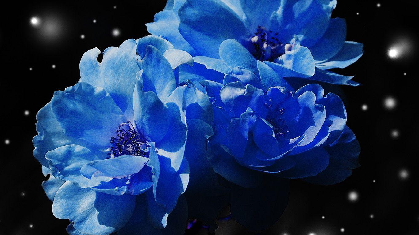 Blue Floral Laptop Wallpapers Top Free Blue Floral Laptop Backgrounds Wallpaperaccess