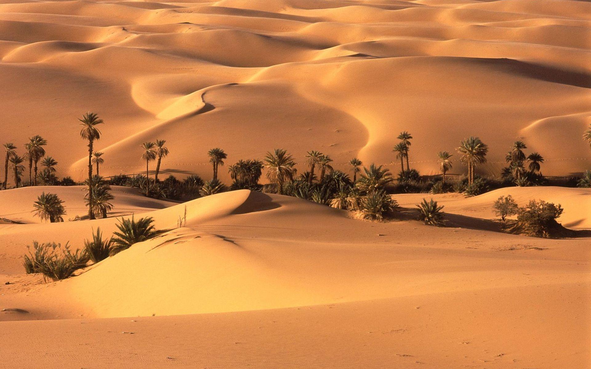 1920x1200 Golden Desert Hills Palms Oase wallpaper. Golden Desert Hills