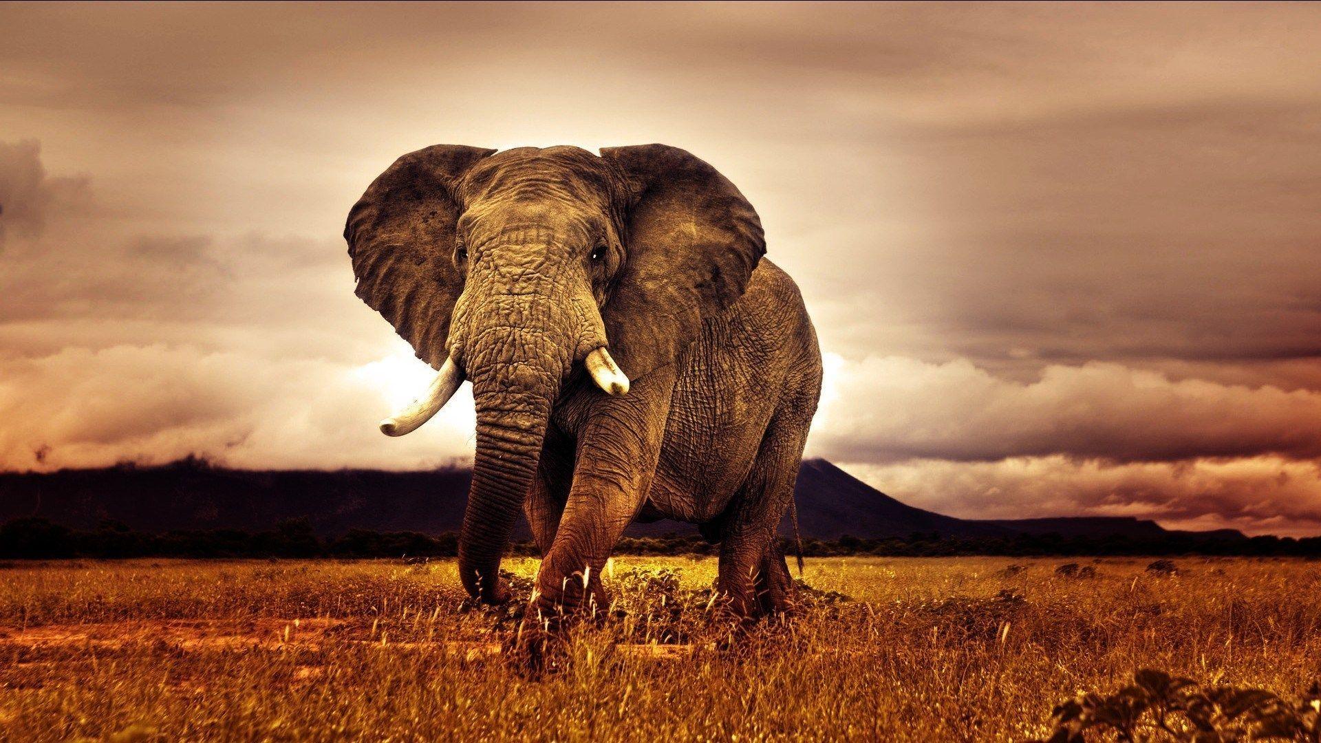 1920x1080 Big Elephant Africa Hình nền Thiên nhiên.  Động vật và chim HD https://wallpaperaccess.com/full/362145.jpg