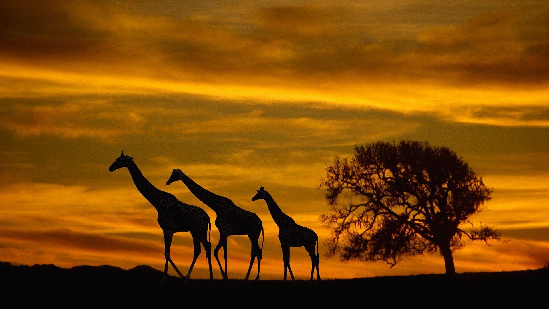 Africa Wallpapers - Top Free Africa Backgrounds - WallpaperAccess