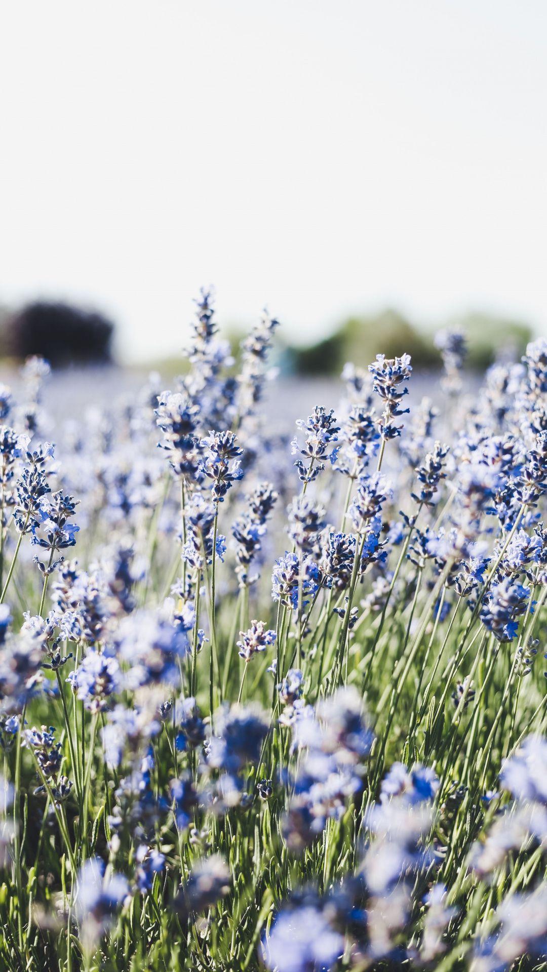 1080x1920 Meadow, blue, small flowers, flora wallpaper. Flowers, Spring wallpaper, Spring aesthetic