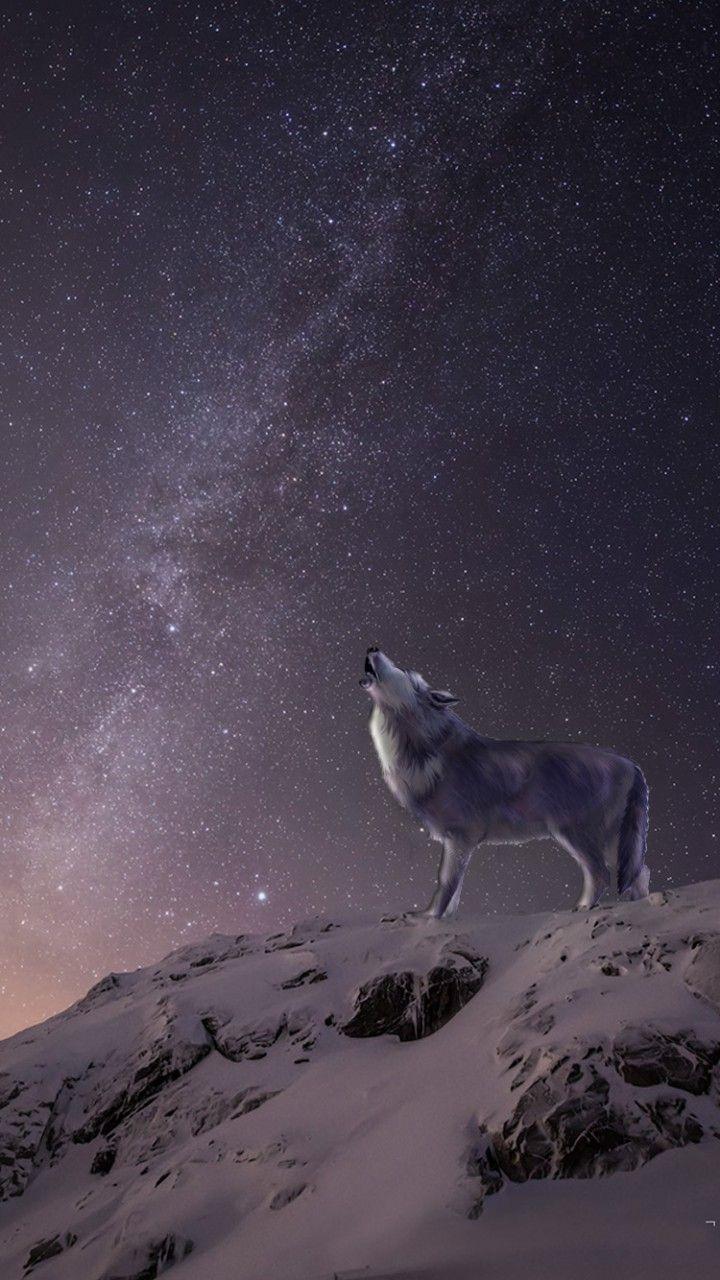 Grey Wolf iPhone Wallpapers - Top Free Grey Wolf iPhone Backgrounds