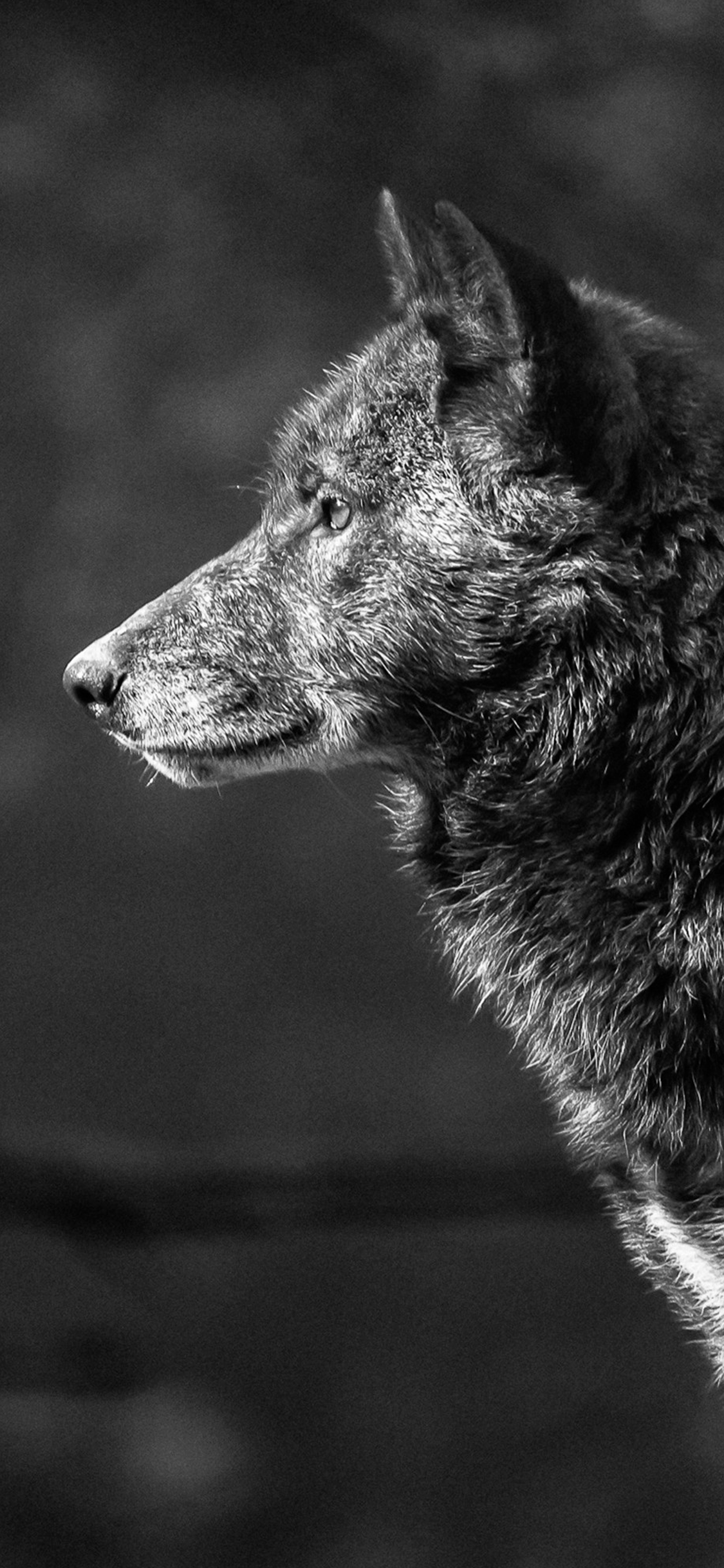 Grey Wolf iPhone Wallpapers - Top Free Grey Wolf iPhone Backgrounds