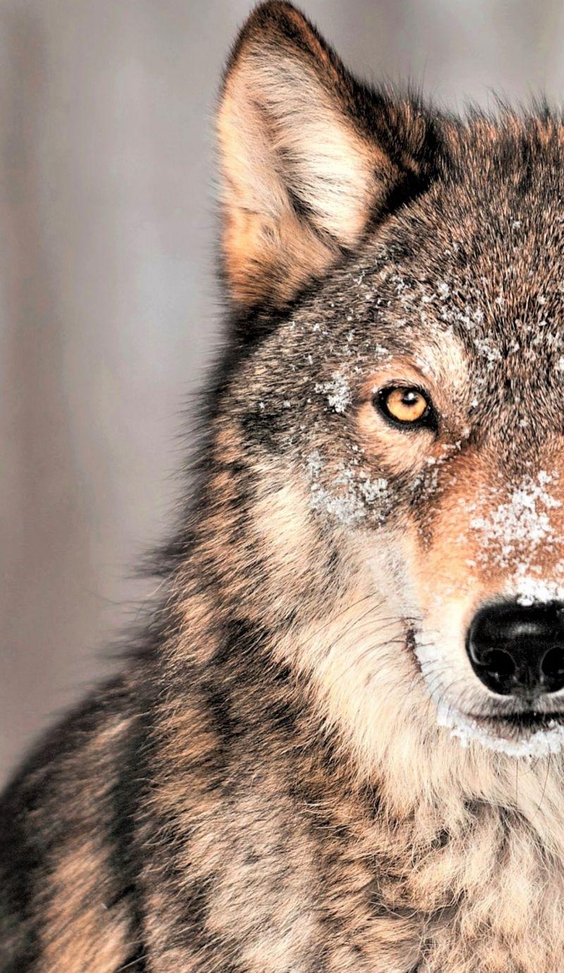 Grey Wolf iPhone Wallpapers Top Free Grey Wolf iPhone Backgrounds