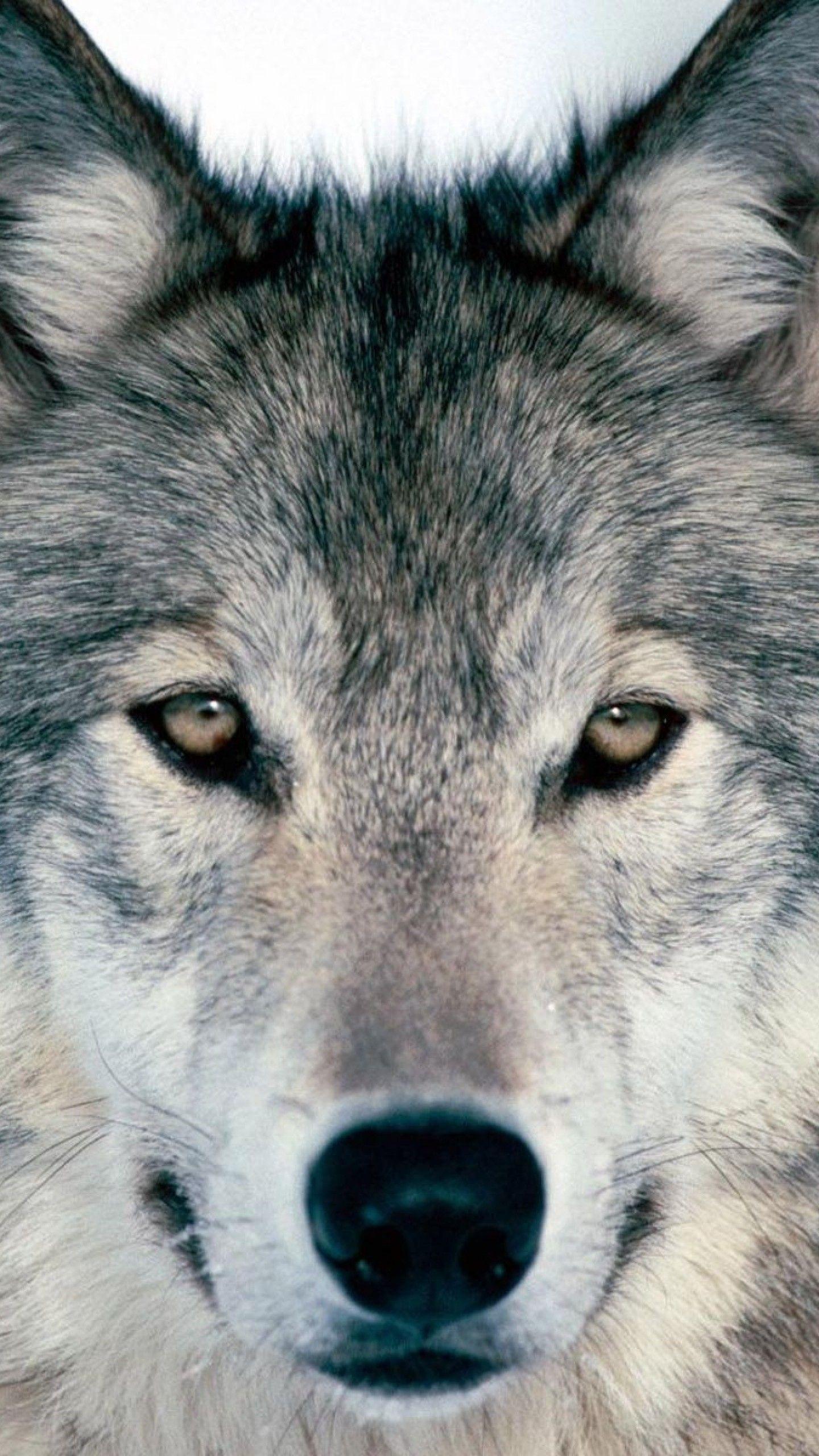 Grey Wolf iPhone Wallpapers - Top Free Grey Wolf iPhone Backgrounds