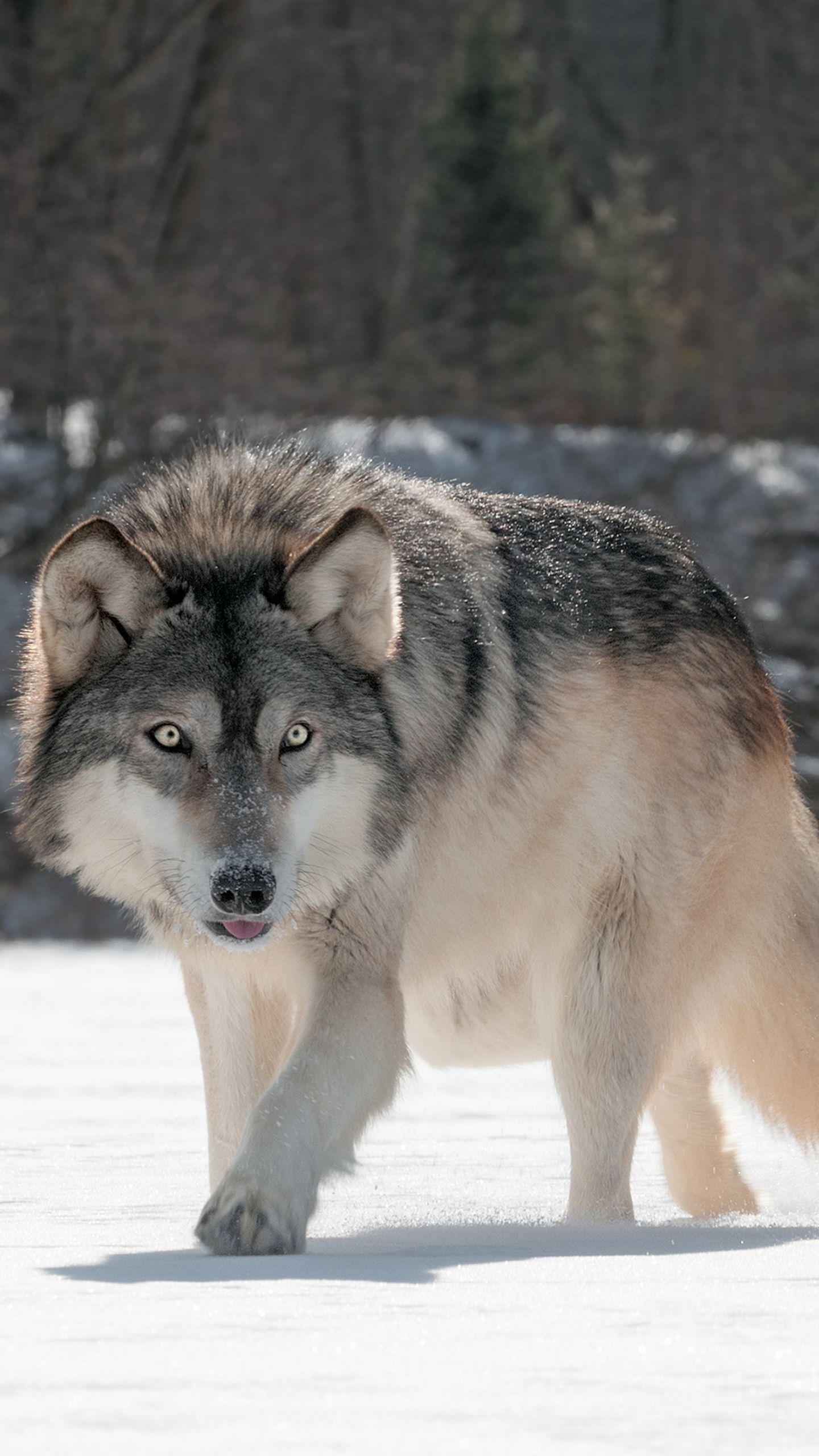 1440x2560 Animal Wolf (1440x2560) Wallpaper