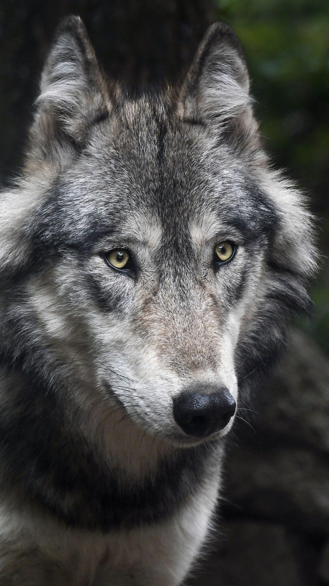 Grey Wolf iPhone Wallpapers - Top Free Grey Wolf iPhone Backgrounds