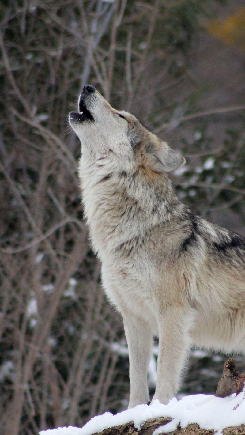 Grey Wolf iPhone Wallpapers - Top Free Grey Wolf iPhone Backgrounds