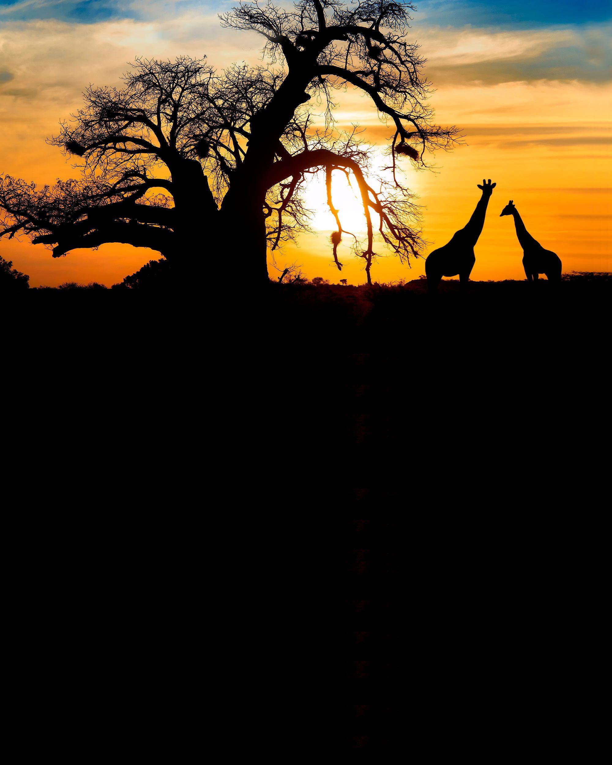 2000x2500 African Safari Background. African