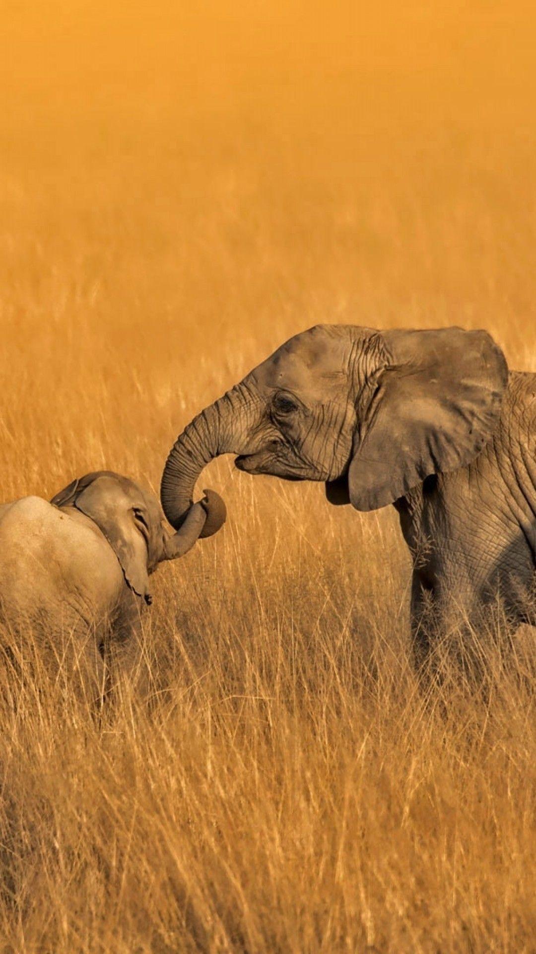 1080x1920 Download 1080x1920 Elephant Family, Field, Wildlife, Africa