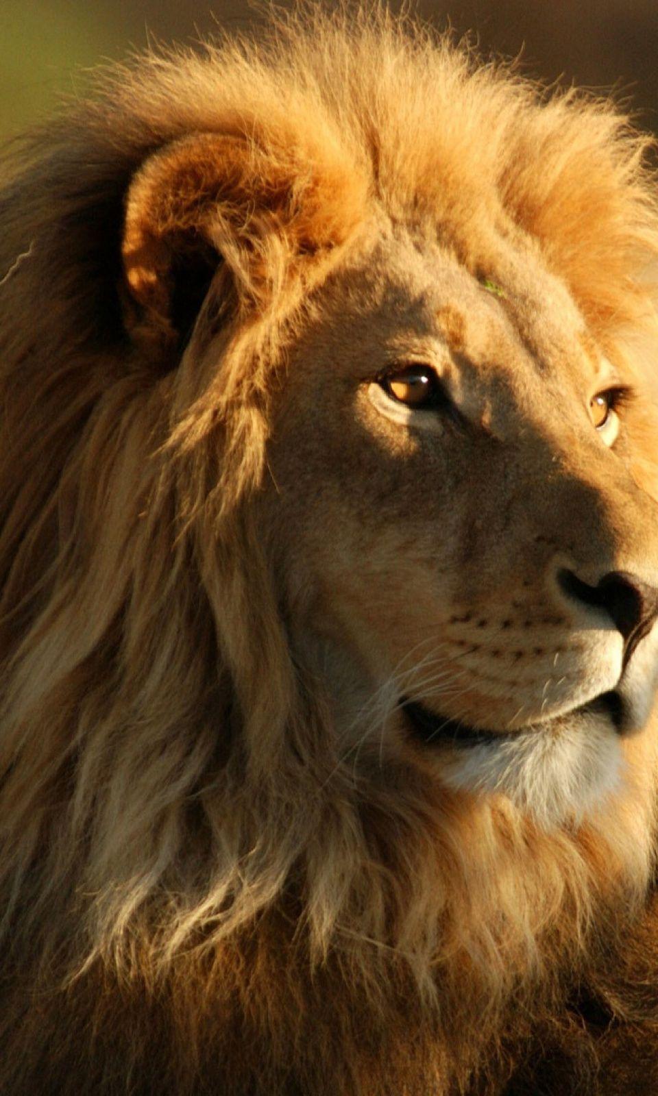 960x1600 The Male African Lion Mobile Wallpaper