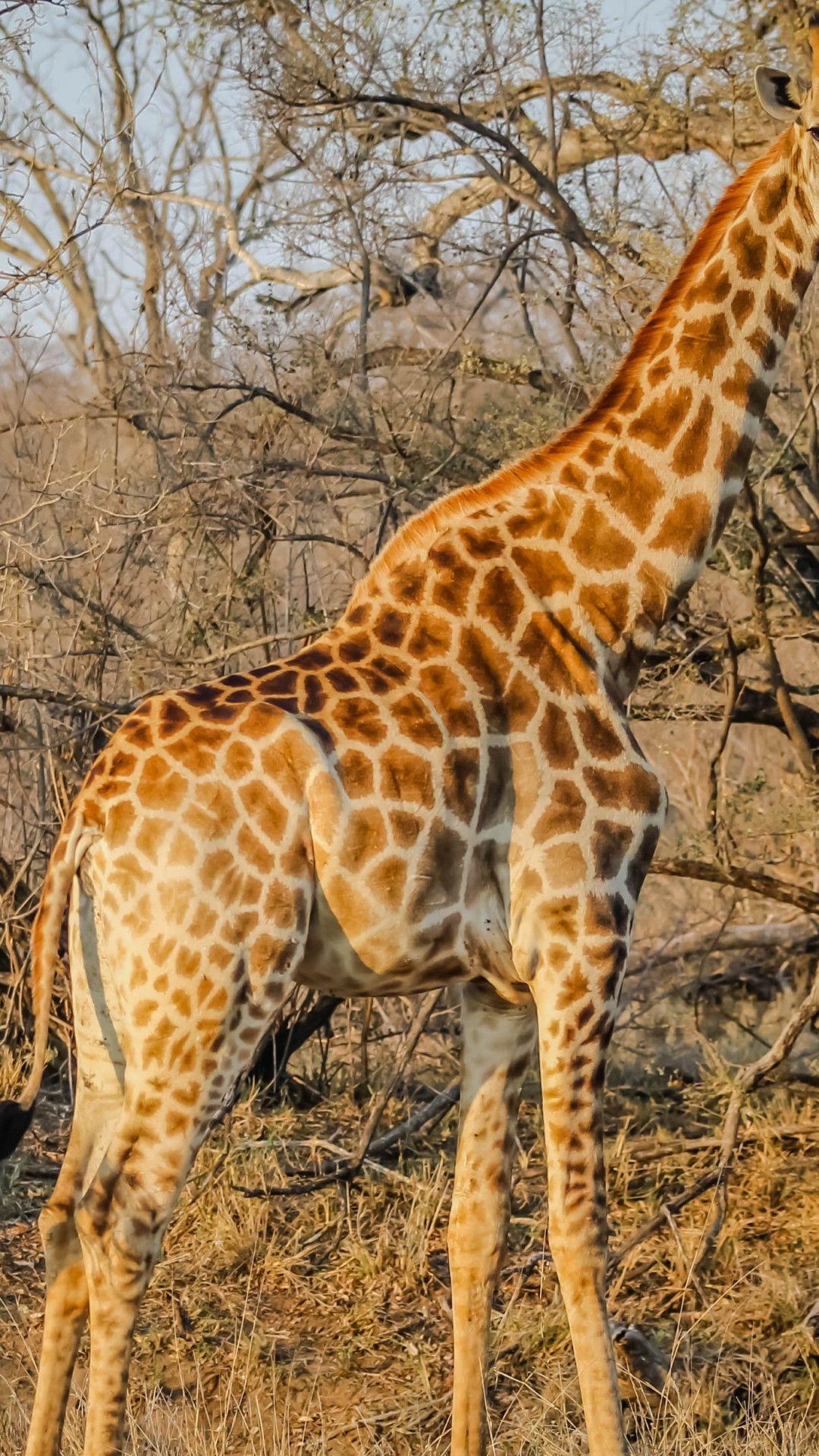 1080x1920 Download wallpaper: Wild giraffe in African safari 1080x1920