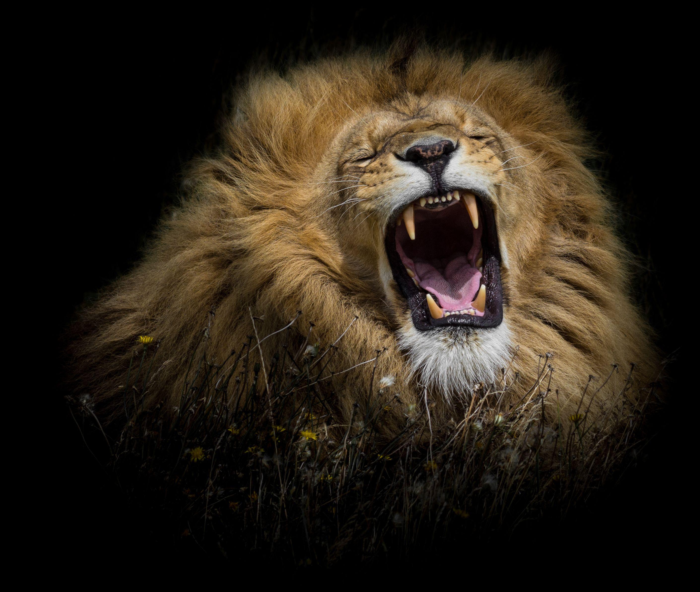 2821x2385 Animal, Face, Lion, Roar Wallpaper