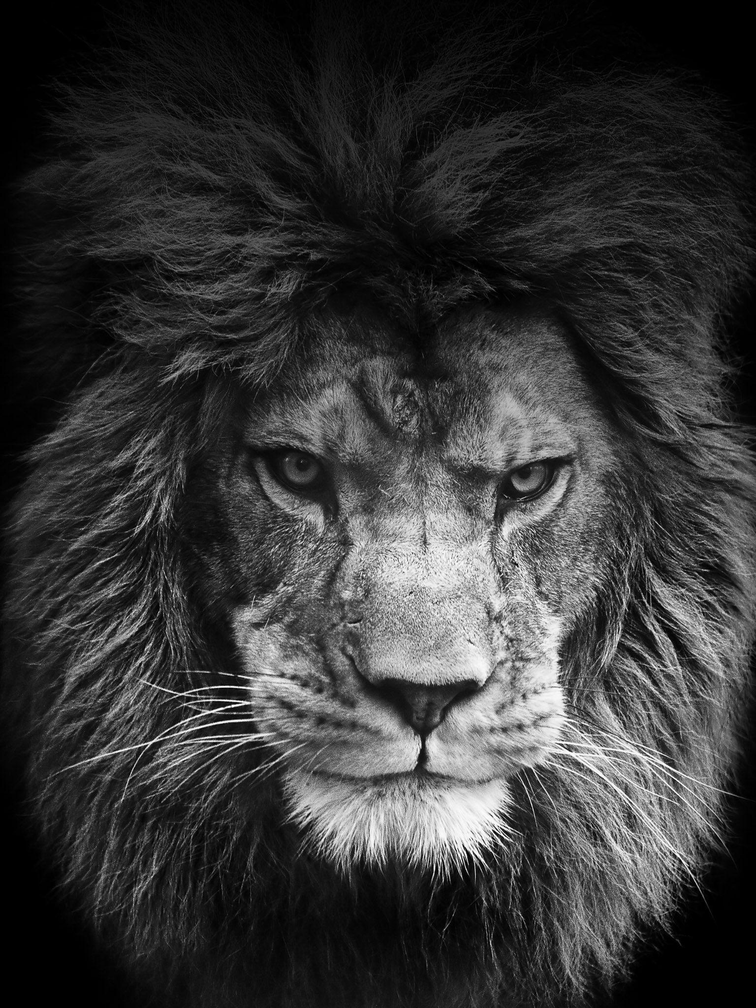 1536x2048 Free download Lion Roar iPhone Wallpaper Background