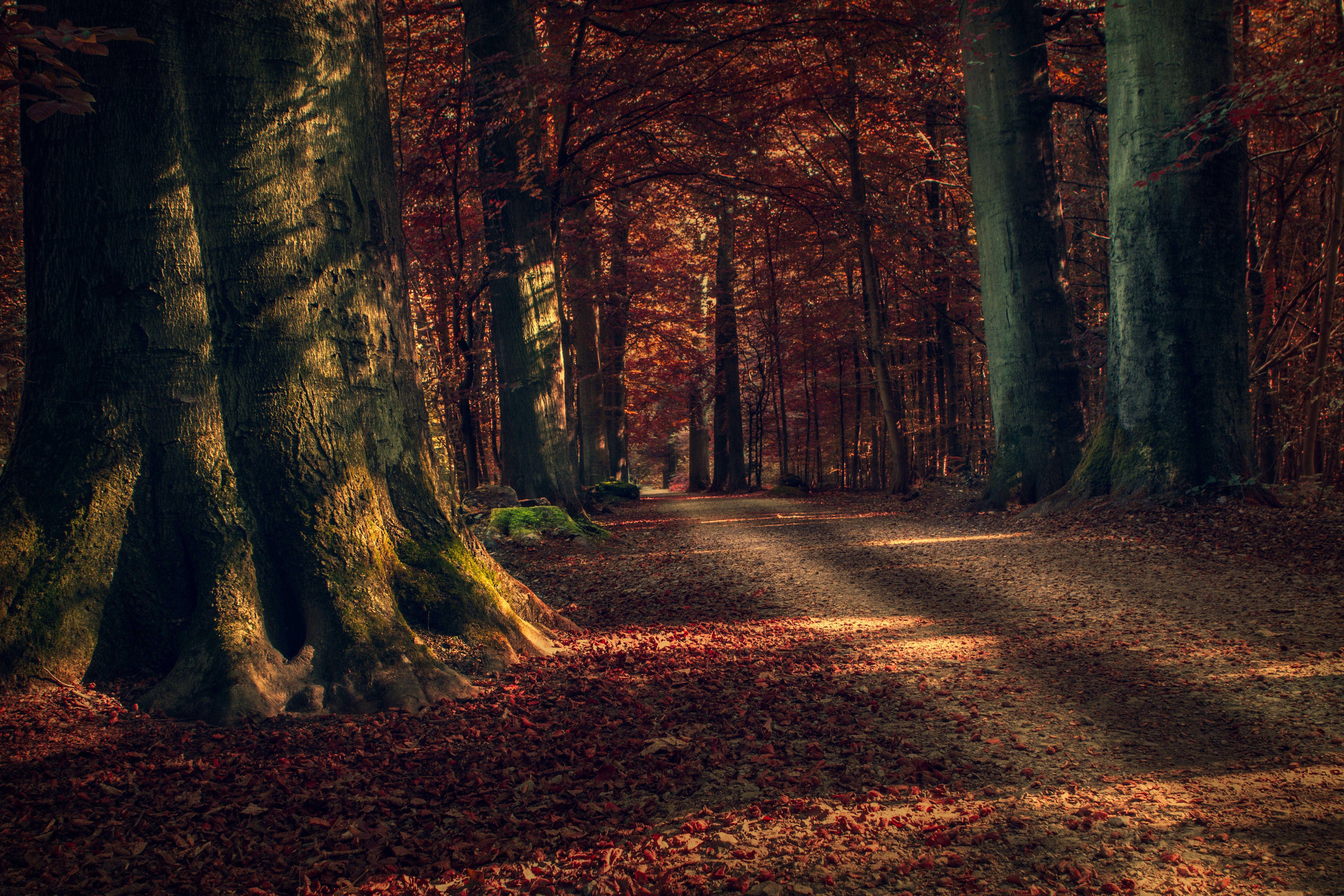 6144x4096 4K Ultra HD Dirt Road Wallpaper