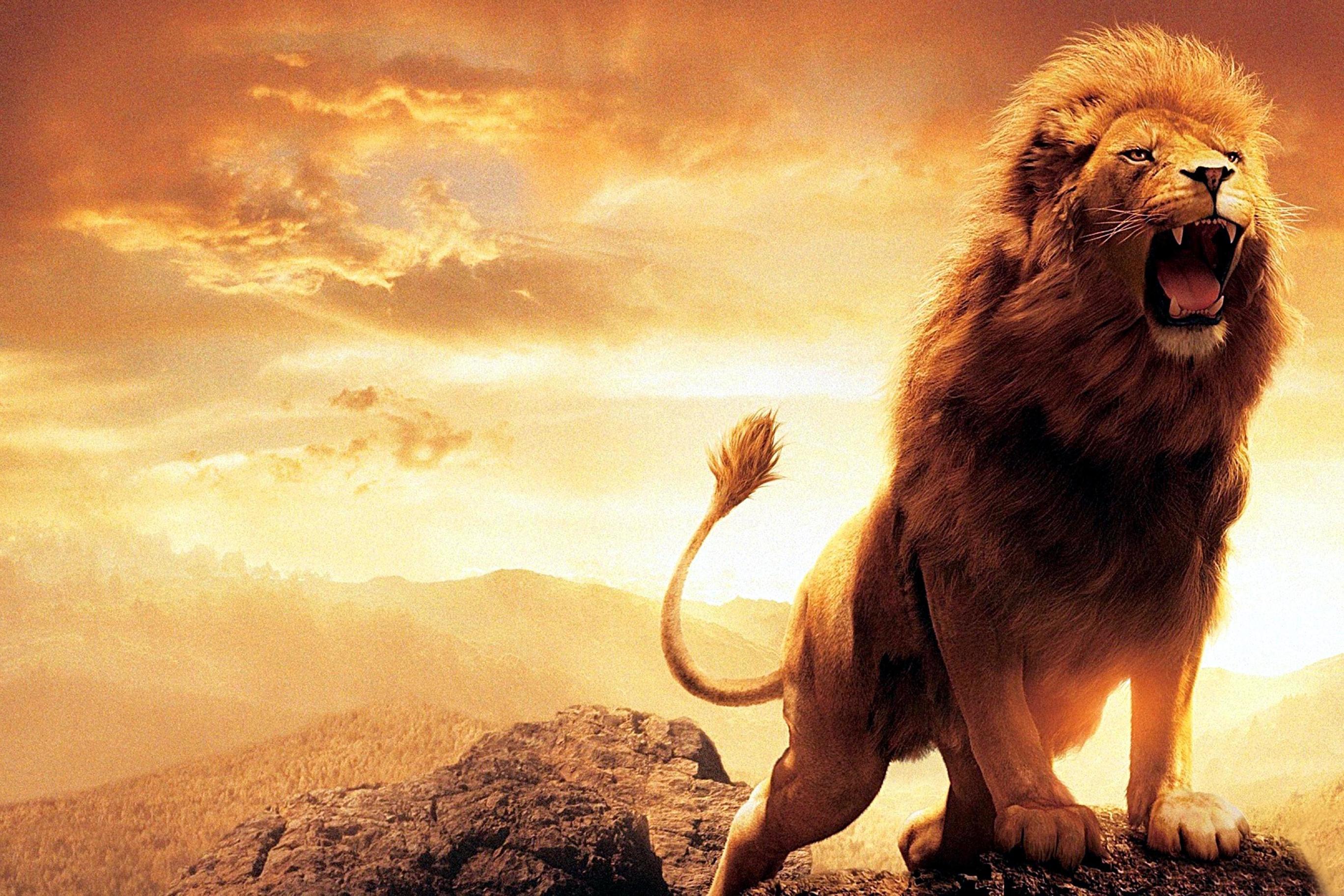 2736x1824 Lions Roaring Wallpaper